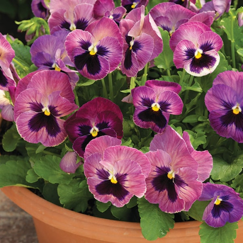semena-cvetov-viola-delta-f1-