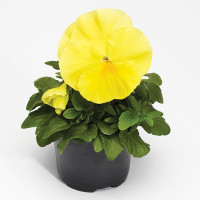 Виола Фино Клир Лемон (Fino Clear Lemon)