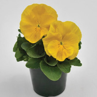 Віола Інспайр Делюкс Єллоу (Inspire DeluXXe Yellow)