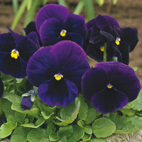 Виола Карма F1 Перпл (Karma F1 Purple)