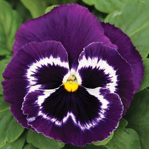 semena-cvetov-viola-mammoth-f1