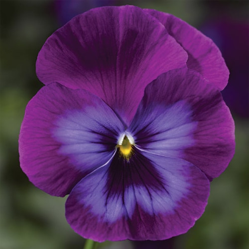 semena-cvetov-viola-wonderfall