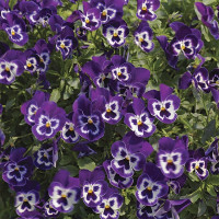 Виола Вандерфул F1 Перпл виз Фейс (WonderFall F1 Purple with Face)