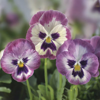 Віола Вандерфул F1 Роуз Шейдс віз Фейс (WonderFall F1 Rose Shades with Face)