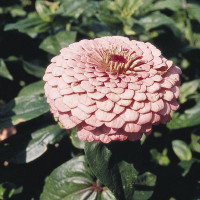 Цинія Гіганти Бенарі Брайт Пінк (Benary's Giant Bright Pink)