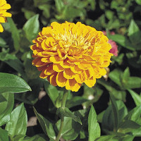 Цинія Гіганти Бенарі Голден Єллоу (Benary's Giant Golden Yellow)