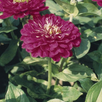 Цинния Гиганты Бенари Перпл