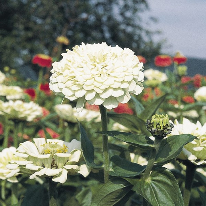 Фото Цинія Гіганти Бенарі Вайт (Benary's Giant White)