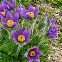 Сон-трава Пинвил Блю Вайлет Шейдс (Pinwheel Blue Violet Shades)