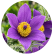 Сон-трава Пинвил Блю Вайлет Шейдс (Pinwheel Blue Violet Shades)