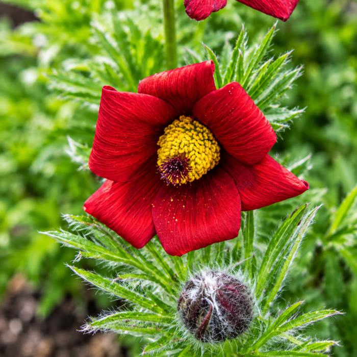 Фото Сон-трава Пінвіл Дарк Ред Шейдс (Pinwheel Dark Red Shades), №3