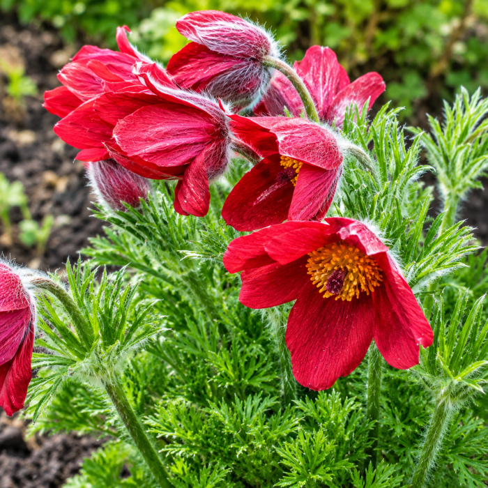 Фото Сон-трава Пінвіл Дарк Ред Шейдс (Pinwheel Dark Red Shades), №1