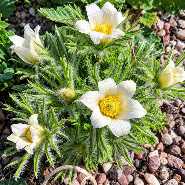 Фото Сон-трава Пінвіл Вайт (Pinwheel White), №4
