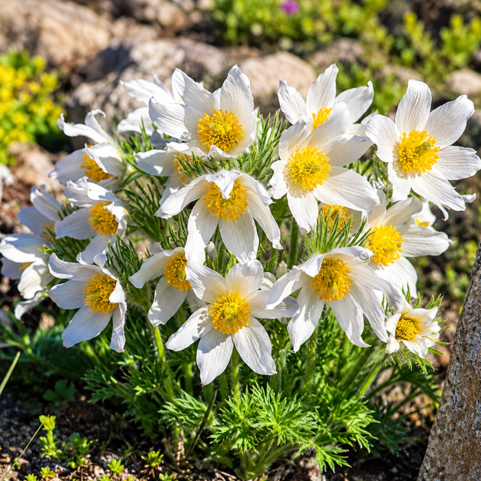 Фото Сон-трава Пінвіл Вайт (Pinwheel White), №3