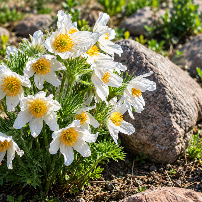Фото Сон-трава Пінвіл Вайт (Pinwheel White)