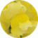 Ротики Снапшот Єллоу (Snapshot Yellow)