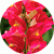 Ротики Снаптіні Роуз Біколор (Snaptini Rose Bicolor)