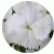 Гвоздика Коронет Вайт (Coronet White)