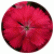 Гвоздика Флорал Лейс F1 Черри (Floral Lace F1 Cherry)
