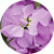 Матіола Колумн Лілак Лавандер (Column Lilac Lavender)