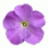 Петунія Трітунія F1 Лавандер (Tritunia F1 Lavender)