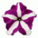 Петунія Трітунія F1 Пьорпл Стар (Tritunia F1 Purple Star)