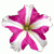 Петунія Пікобелла F1 Роуз Стар (Picobella F1 Rose Star)