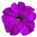 Петунія Трітунія F1 Вайлет (Tritunia F1 Violet)