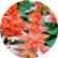 Сальвия Редди Скарлет Биколор (Reddy Scarlet Bicolor)