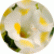 Торенія Каваї Лемон Дроп (Kauai Lemon Drop)