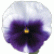 Виола Колосус F1 Лавандер Сюрпрайз (Colossus F1 Lavender Surprise)