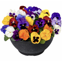 Виола Дельта F1 Микс (Delta F1 All Colors Mix)