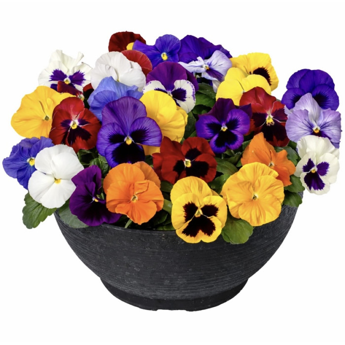 Фото Віола Дельта F1 Мікс (Delta F1 All Colors Mix)