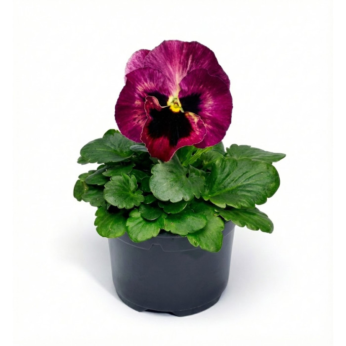 Фото Виола Дельта F1 Роуз виз Блотч (Delta F1 Rose with Blotch), №1