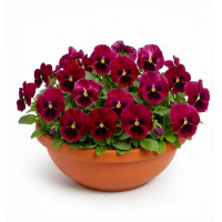 Віола Дельта F1 Роуз віз Блотч (Delta F1 Rose with Blotch)