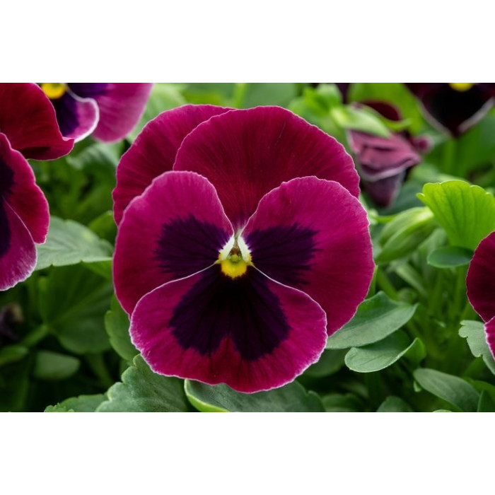 Фото Виола Дельта F1 Роуз виз Блотч (Delta F1 Rose with Blotch), №2