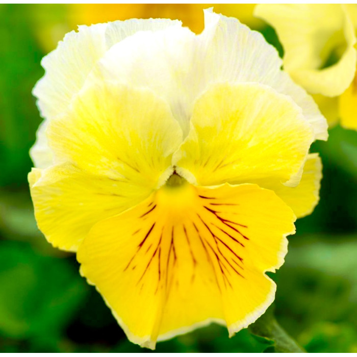 Фото Віола Фрізл Сізл F1 Лимонад (Frizzle Sizzle F1 Lemonade), №1