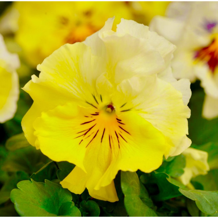 Фото Віола Фрізл Сізл F1 Лимонад (Frizzle Sizzle F1 Lemonade)