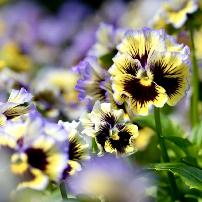 Фото Виола Фризл Сизл F1 Еллоу-Блю (Frizzle Sizzle F1 Yellow-Blue), №1