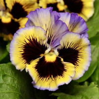 Виола Фризл Сизл F1 Еллоу-Блю (Frizzle Sizzle F1 Yellow-Blue)