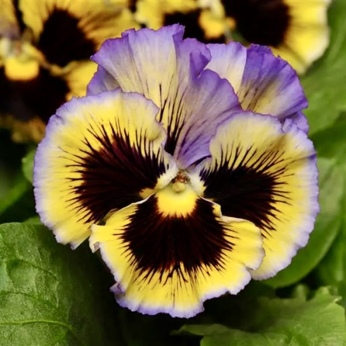 Фото Виола Фризл Сизл F1 Еллоу-Блю (Frizzle Sizzle F1 Yellow-Blue)