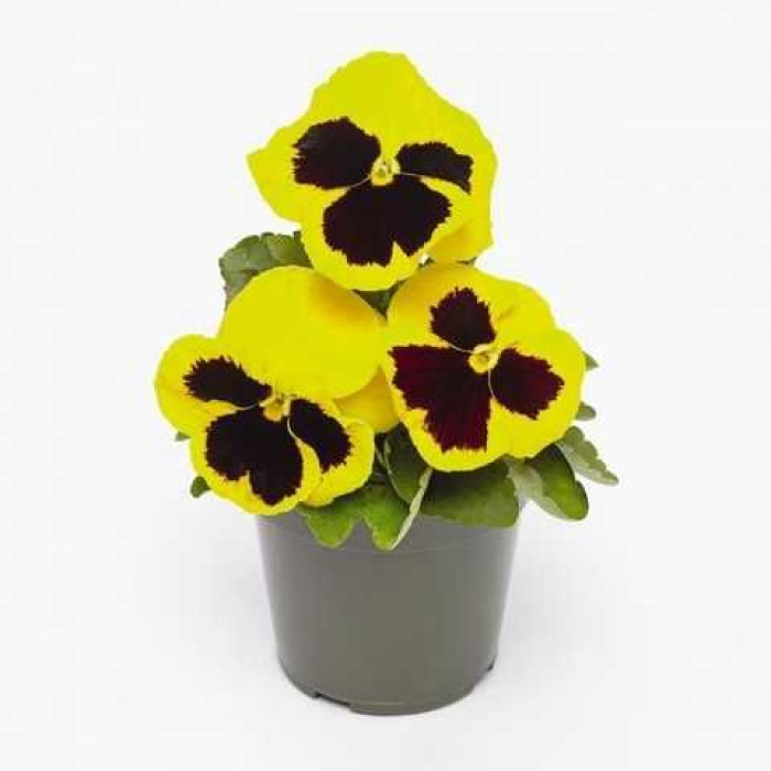 Фото Виола Инспайр Делюкс Еллоу Блотч (Inspire DeluXXe Yellow Blotch)