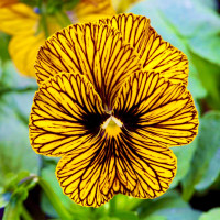 Віола Тайгер Ай F1 Єллоу (Tiger Eye F1 Yellow)