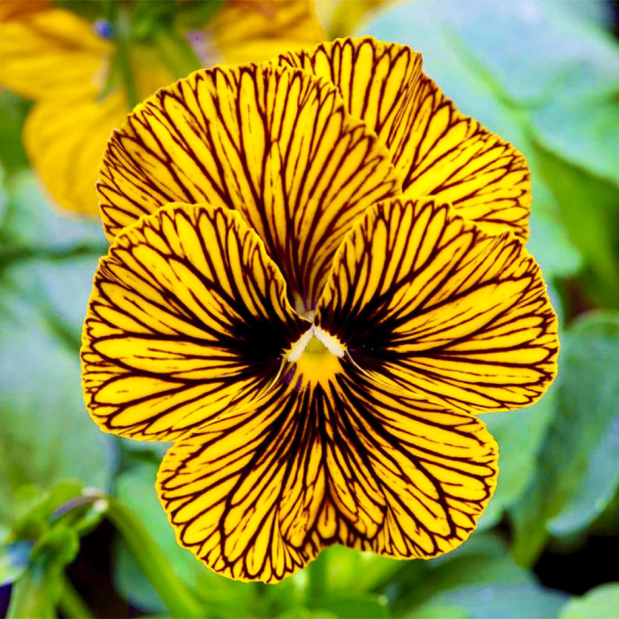 Фото Виола Тайгер Ай F1 Еллоу (Tiger Eye F1 Yellow)