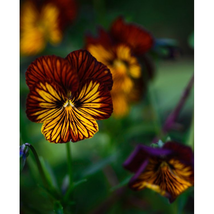 Фото Виола Тайгер Ай F1 Ред (Tiger Eye F1 Red), №4