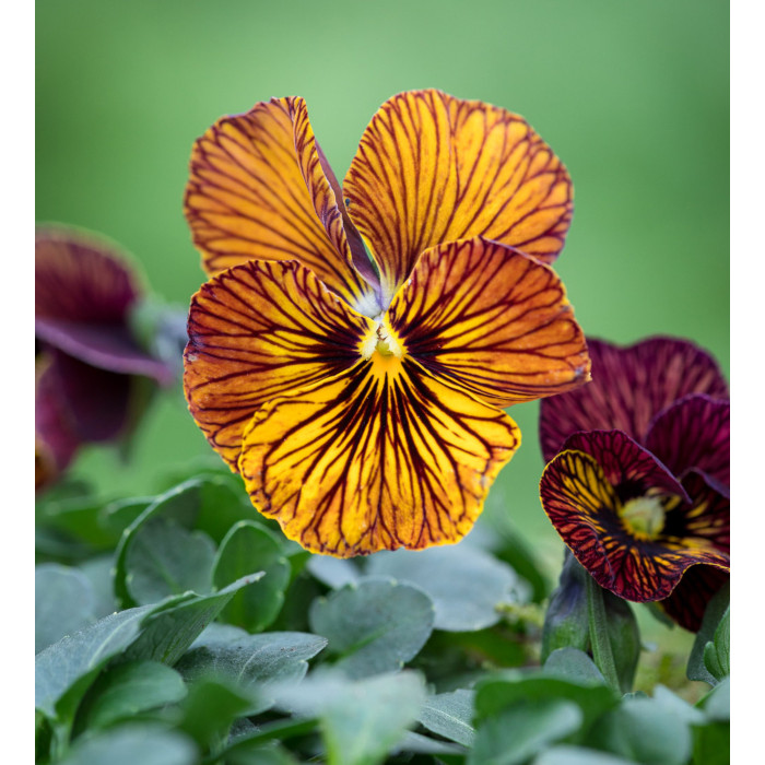 Фото Виола Тайгер Ай F1 Ред (Tiger Eye F1 Red), №2