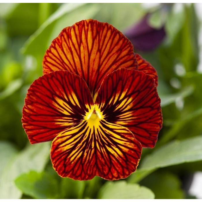 Фото Виола Тайгер Ай F1 Ред (Tiger Eye F1 Red)