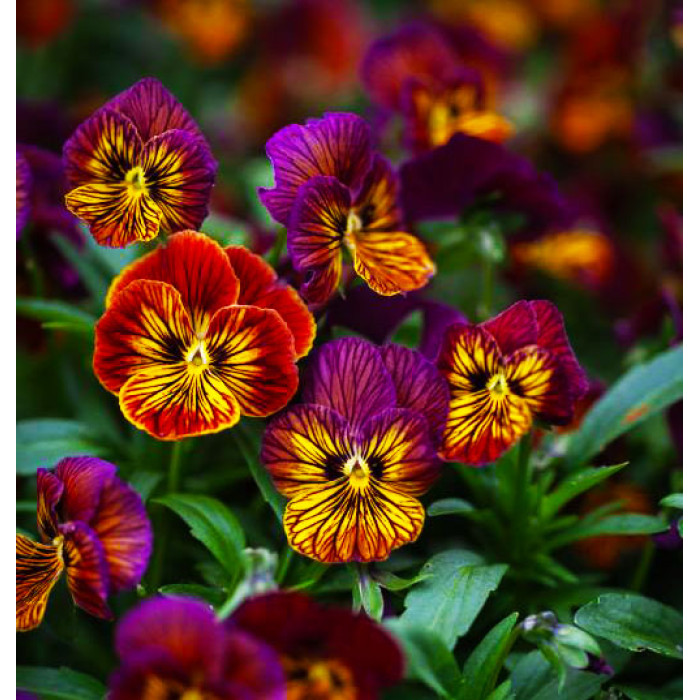 Фото Виола Тайгер Ай F1 Ред (Tiger Eye F1 Red), №1