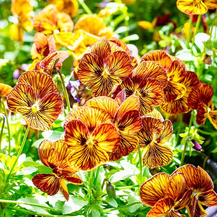 Фото Виола Тайгер Ай F1 Ред (Tiger Eye F1 Red), №3