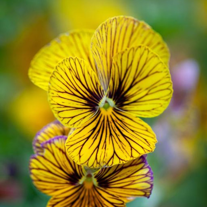 Фото Виола Тайгер Ай F1 Еллоу (Tiger Eye F1 Yellow), №1